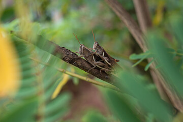 the process of mating locusts