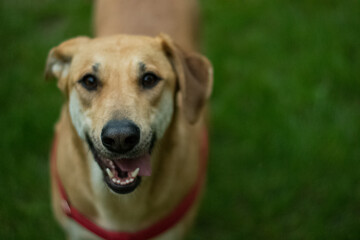 Labrador dog smiling