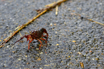 crayfish on the asfalt