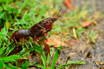 crayfish on the grass