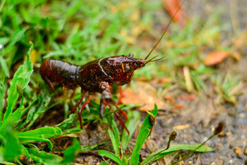 crayfish on the grass