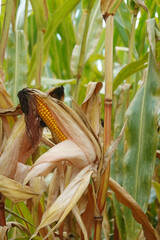 Ripe corn in the field in Southern Germany, Baden-Wuerttemberg	