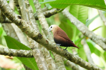 Hajj bondol, haji sparrow, or what is called emprit haji in Javanese, is a bird that belongs to the Estrildidae tribe.