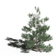 large tree with a shadow under it, isolated on white background, 3D illustration, cg render