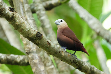 Hajj bondol, haji sparrow, or what is called emprit haji in Javanese, is a bird that belongs to the Estrildidae tribe.