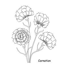 Carnation flowers isolated on a white backgrpund