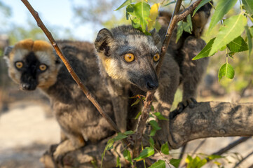 White-headed lemur - Eulemur albifrons, Madagascar nature