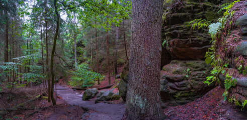 Panoramic over magical enchanted fairytale forest with fern, moss, lichen and sandstone rocks at the hiking trail Swedish Holes in the national park Saxon Switzerland, Saxony, Germany, Autumn season