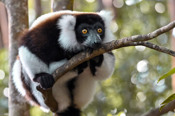 Ruffled Lemur, black and white lemur (Varecia Variegata), Madagascar nature
