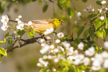 Obraz premium yellowhammer among the branches of a flowering tree