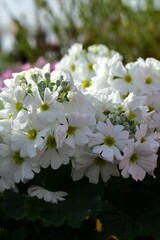 白色プリムラ・メラコイデス（マラコイデス）