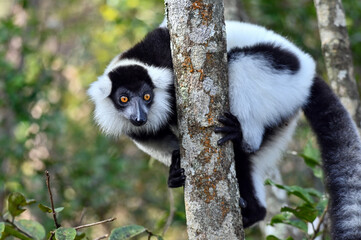 Obraz premium Ruffled Lemur, black and white lemur (Varecia Variegata), Madagascar nature