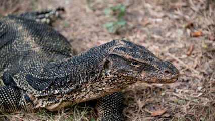 animals in lumpini park thailand large monitor lizard close-up