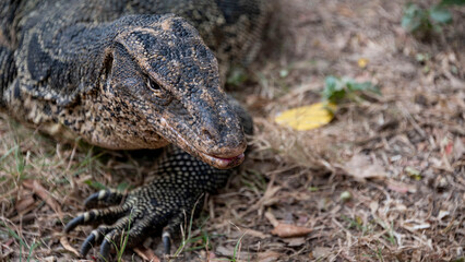 animals in lumpini park thailand large monitor lizard close-up