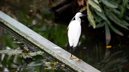 white heron near the water