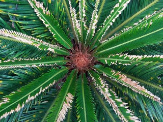 close up of palm tree