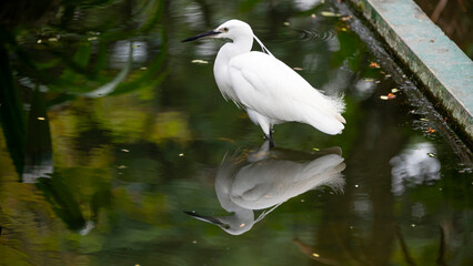 Naklejka premium white heron near the water