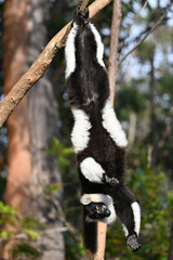 Ruffled Lemur, black and white lemur (Varecia Variegata), Madagascar nature