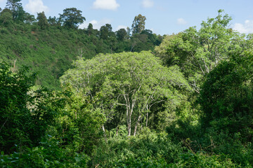 green forest in the mountains