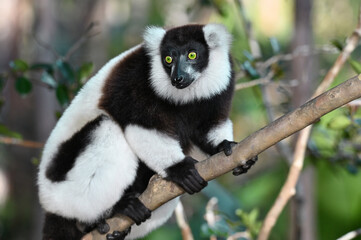 Ruffled Lemur, black and white lemur (Varecia Variegata), Madagascar nature