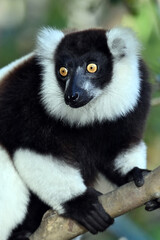Ruffled Lemur, black and white lemur (Varecia Variegata), Madagascar nature