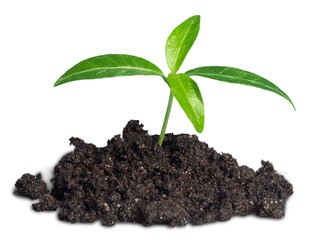 New life concept, little green plant in dirt