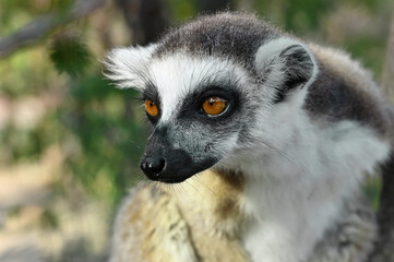 Ring Tailed Lemur kata, Madagascar nature