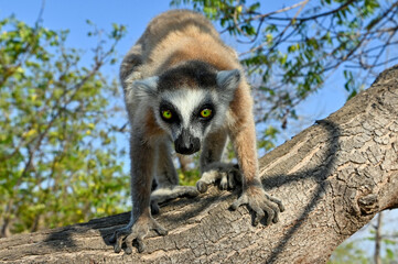Ring Tailed Lemur kata, Madagascar nature