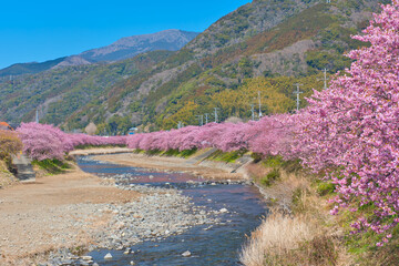 Kawazu Cherry Blossoms in full Bloom