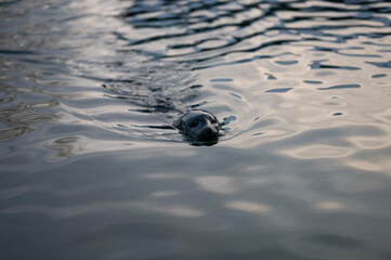 seal in water
