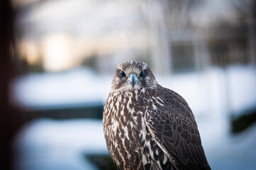Falco rusticolus, Gyrfalcon, falcon