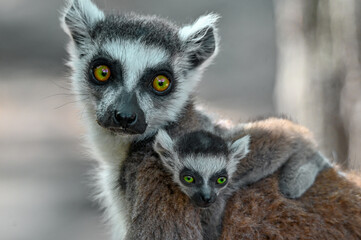 Ring Tailed Lemur kata with baby, Madagascar nature