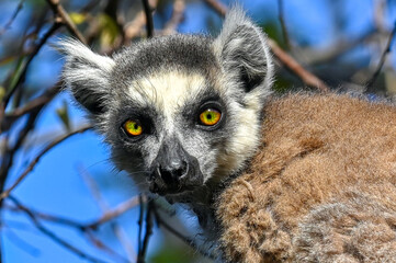 Ring Tailed Lemur kata, Madagascar nature