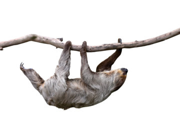 Cute two-toed sloth hanging on tree branch isolated on transparent background png file