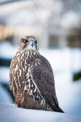 Falco rusticolus, Gyrfalcon, falcon