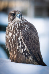 Falco rusticolus, Gyrfalcon, falcon
