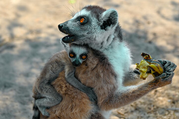 Ring Tailed Lemur kata with baby, Madagascar nature