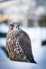 gyrfalcon, falcon