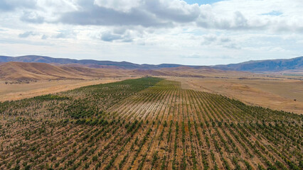 Fototapeta na wymiar Sonyachna Dolyna, Crimea. Fields of vineyards. Coast of the Black Sea, Aerial View
