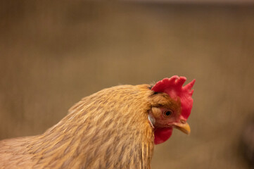 chicken