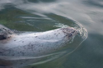 seal in water