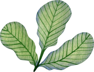 Watercolor illustration of a branch with green leaves.