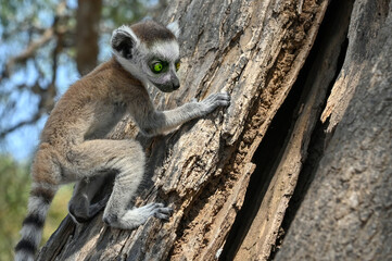 Ring Tailed Lemur kata - young, baby, Madagascar nature