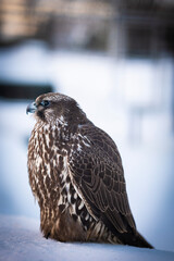Falco rusticolus, Gyrfalcon, falcon