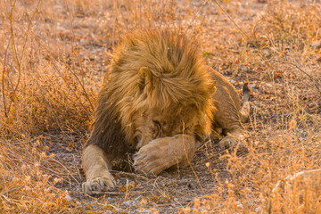 Close up of male lion (Panthera leo) scratching its face
