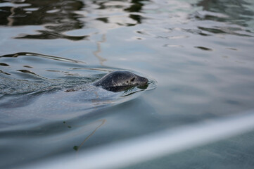 seal in the water