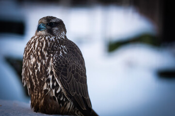 Falco rusticolus, Gyrfalcon, falcon