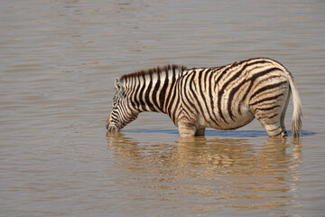 Fototapeta na wymiar Plains zebra (Equus quagga) drinking from a waterhole 