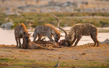 Spotted hyenas (Crocuta crocuta) feeding on the carcass of a Greater Kudu (Tragelaphus strepsiceros)