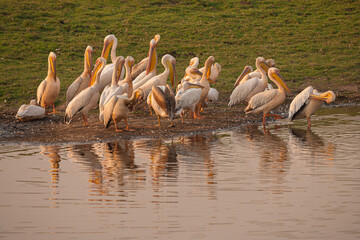 Fototapeta na wymiar Group of Great white pelicans (pelecanus onocrotalus) grooming on the banks of the Chobe River, Botswana